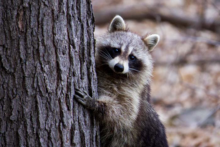 preventable viral disease that affects mammals ad