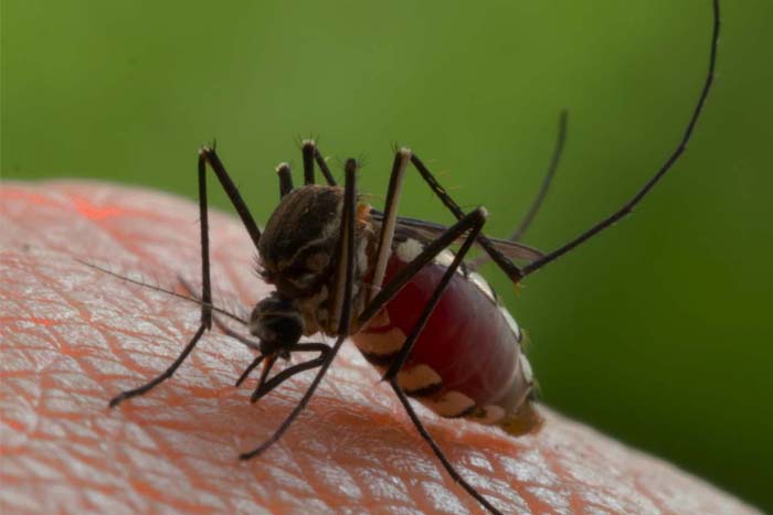 mosquito borne and tick borne diseases ad