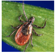 black legged tick ad